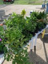 Plantas Verdes. Por Taína Maria da Costa, em 23 de agosto de 2023, na Praça da Paz – Bancários – João Pessoa-PB. Projeto Feira Móvel do Produtor: capacitação dos produtores no uso de redes sociais online.