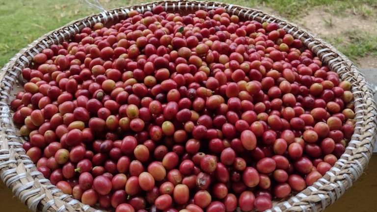 Café Agroecológico da UFPB fortalece agricultura familiar no Brejo paraibano