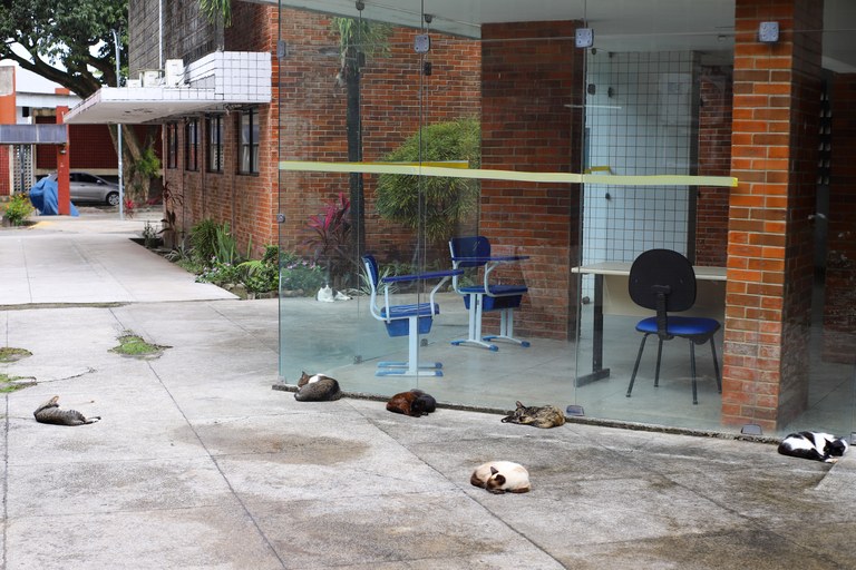 CAMPANHA NATALINA DO NÚCLEO DE JUSTIÇA ANIMAL DA UFPB ARRECADA RAÇÃO PARA GATOS ABANDONADOS NA UNIVERSIDADE CAMPANHA NATALINA DO NÚCLEO DE JUSTIÇA ANIMAL DA UFPB ARRECADA RAÇÃO PARA GATOS ABANDONADOS NA UNIVERSIDADE