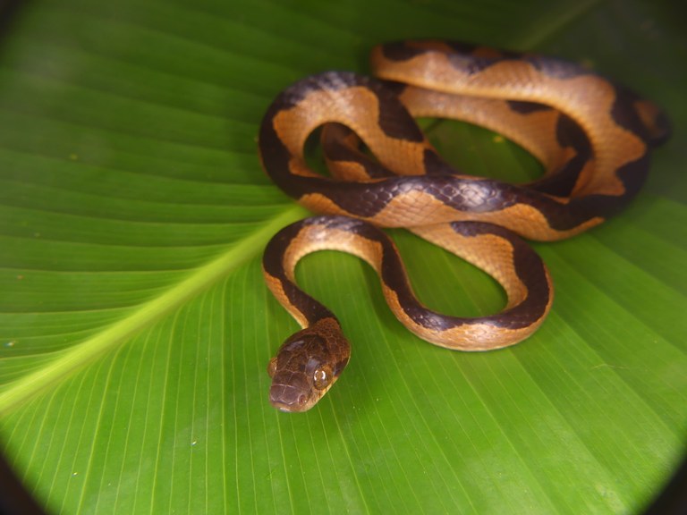 PESQUISADOR DA UFPB PARTICIPA DE ESTUDO INTERNACIONAL SOBRE EVOLUÇÃO DE SERPENTES PUBLICADO NA REVISTA SCIENCE PESQUISADOR DA UFPB PARTICIPA DE ESTUDO INTERNACIONAL SOBRE EVOLUÇÃO DE SERPENTES PUBLICADO NA REVISTA SCIENCE