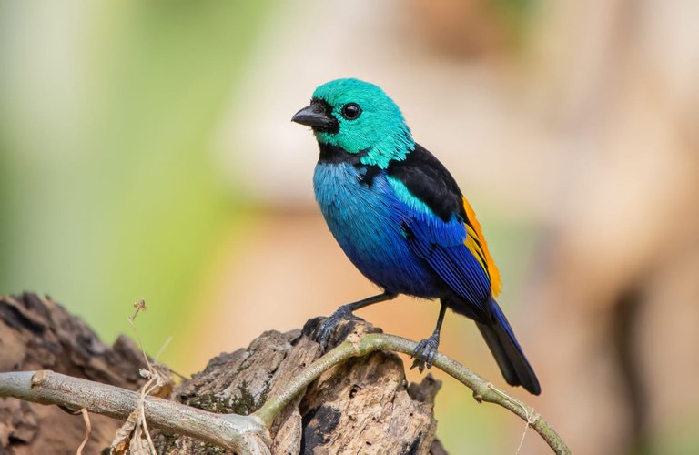 PESQUISADORES DA UFPB LANÇAM LIVRO SOBRE BIODIVERSIDADE ANIMAL E CONSERVAÇÃO DA MATA ATLÂNTICA PESQUISADORES DA UFPB LANÇAM LIVRO SOBRE BIODIVERSIDADE ANIMAL E CONSERVAÇÃO DA MATA ATLÂNTICA